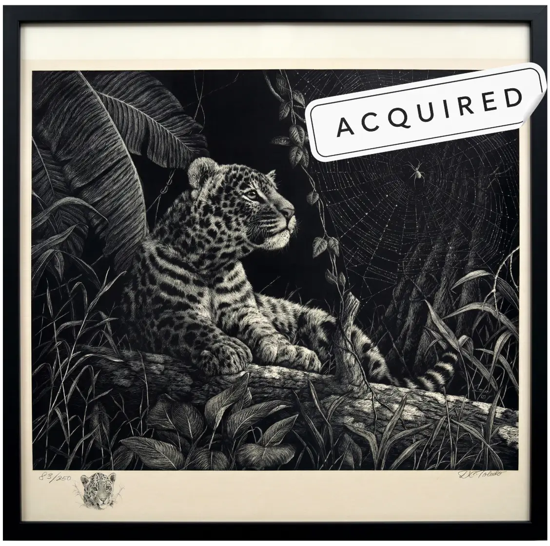 D.C. Toledo limited edition scratchboard print leopard cub numbered 83 of 250 available at West 23 art gallery